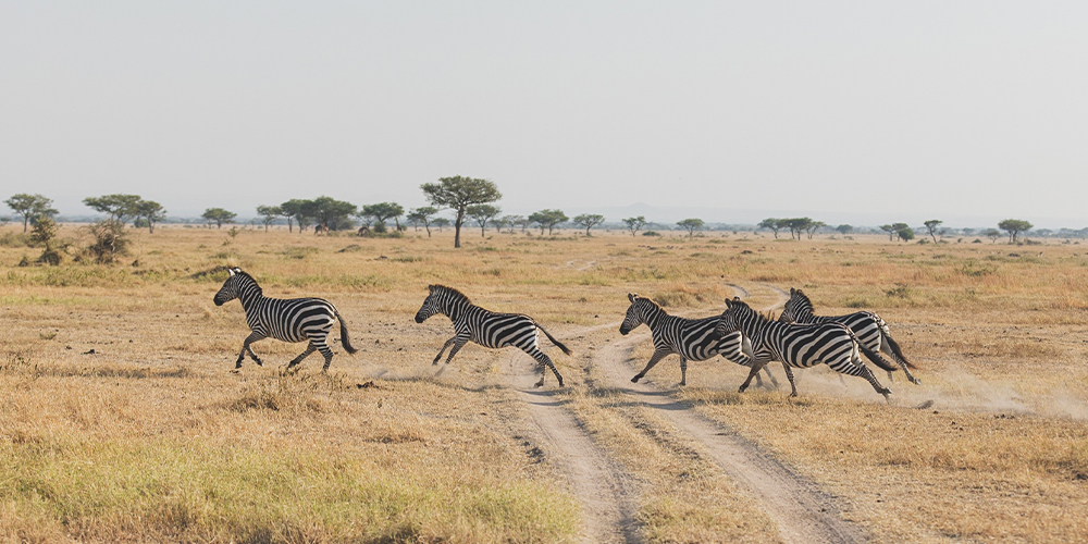 Wildlife in Tanzania | Solo Travel Tanzania | Flash Pack