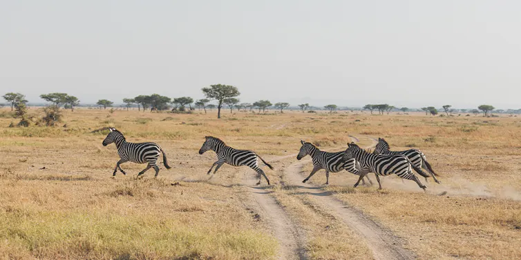 Wildlife in Tanzania | Solo Travel Tanzania | Flash Pack Wildlife in Tanzania | Solo Travel Tanzania | Flash Pack
